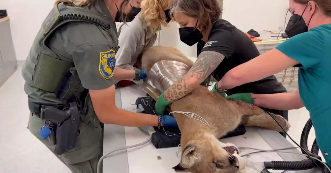 Hollister police defend fatal shooting of mountain lion after criticism