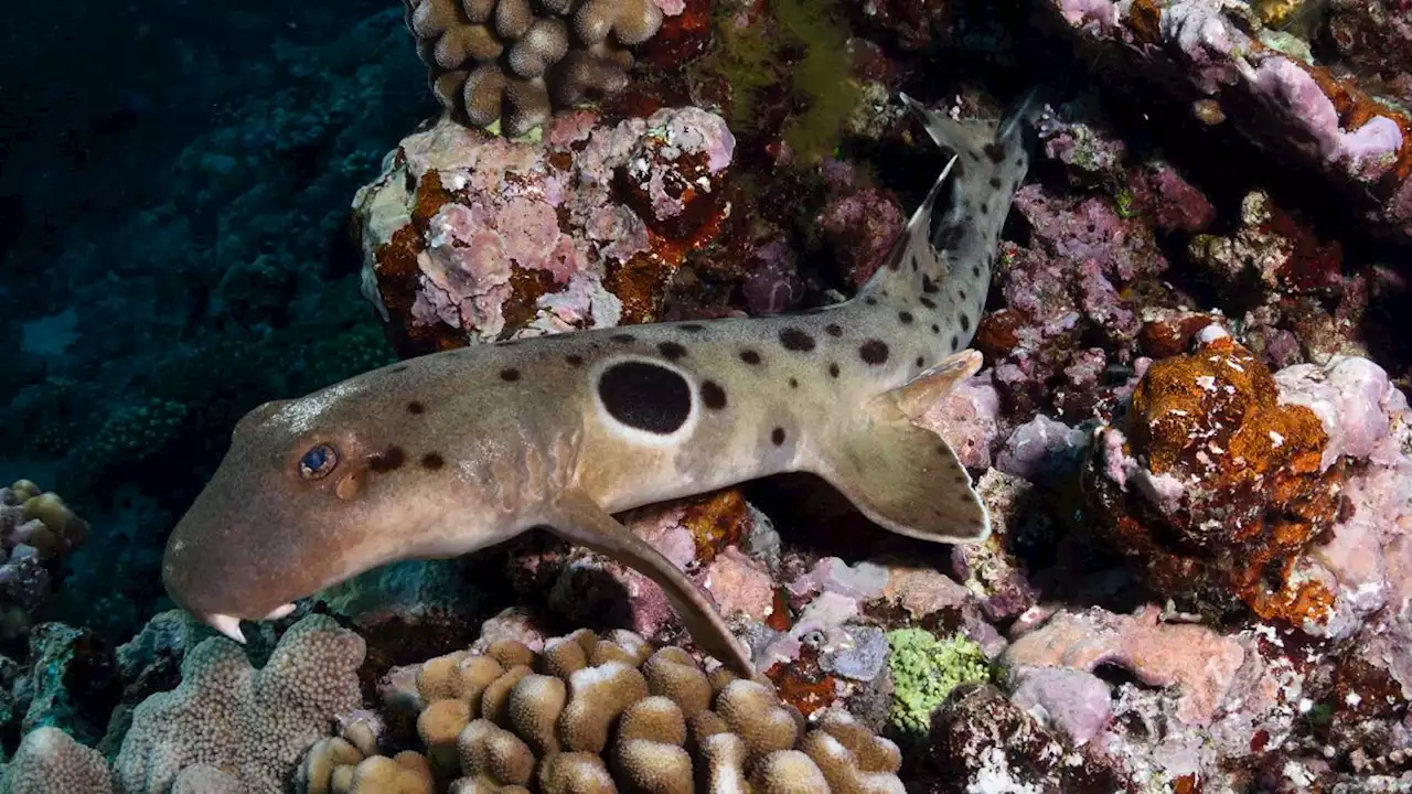 Video reveals baby steps of newly hatched ‘walking’ sharks