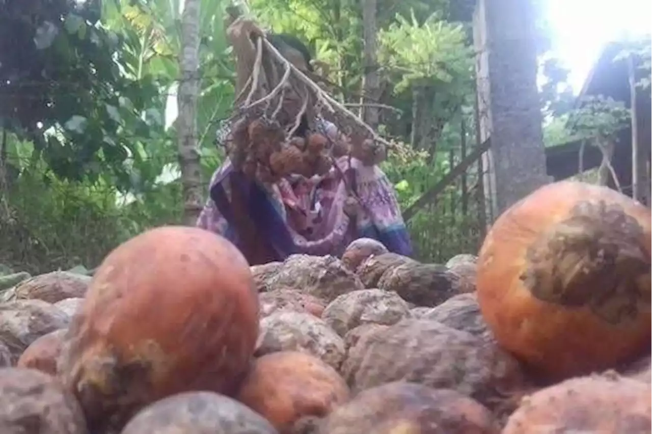 Delapan Bulan Harga Pinang Anjlok, Petani Aceh Tunda Jual