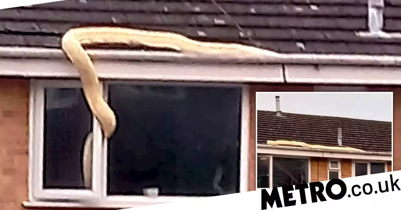 Campaign launched to ban snakes as pets after escaped python raided home