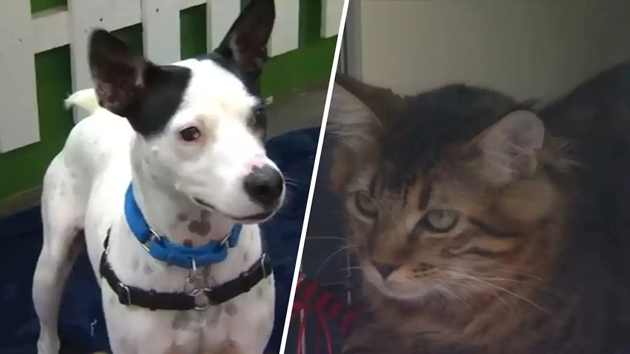 Clear the Shelters: Pets Find Forever Homes in the Bay Area