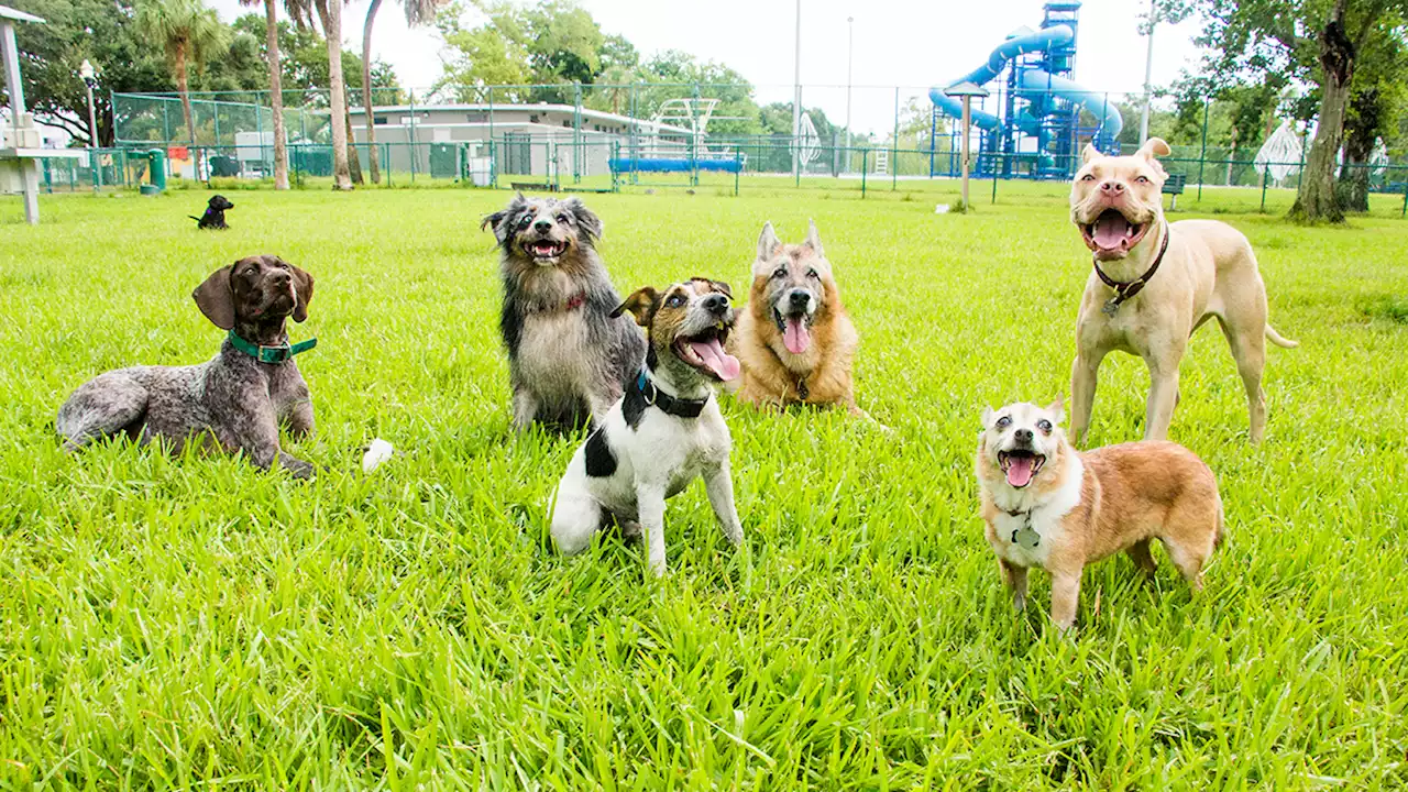 San Diego Celebrates International Dog Day with Two New Dog Parks