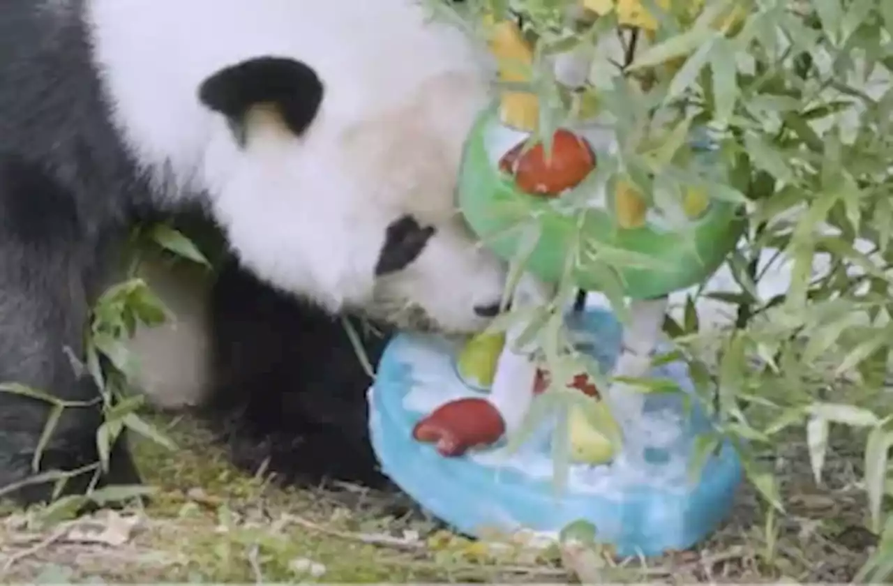 Two panda birthdays in a week at the zoo meant two panda cakes