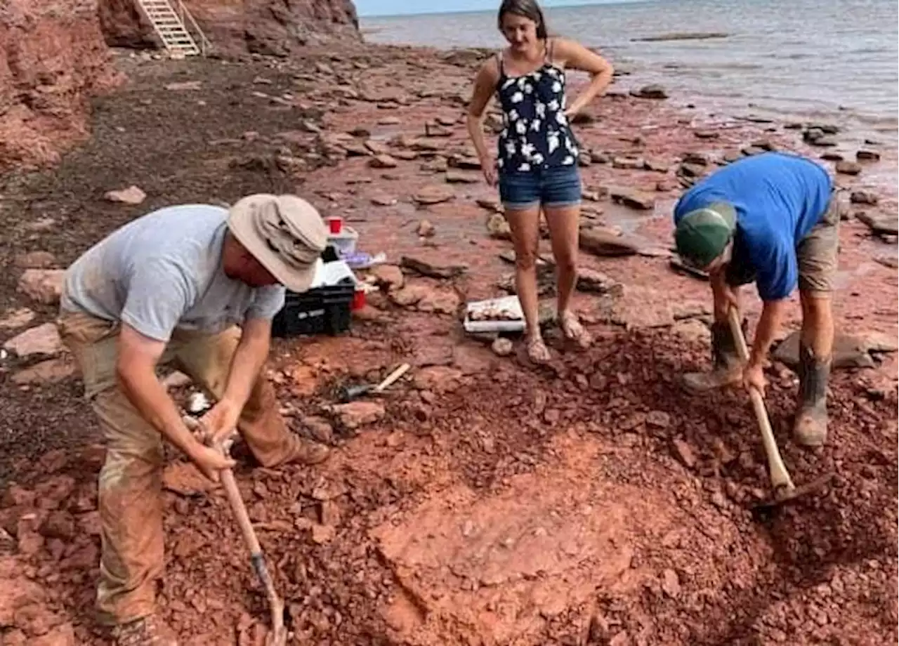 Fossil found in Cape Egmont, P.E.I. may be 300 million years old | SaltWire