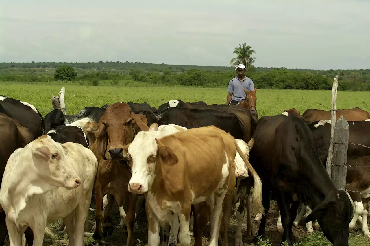 Bolsonaro wirbt um Stimmen der Farmer - Schweizer Bauer