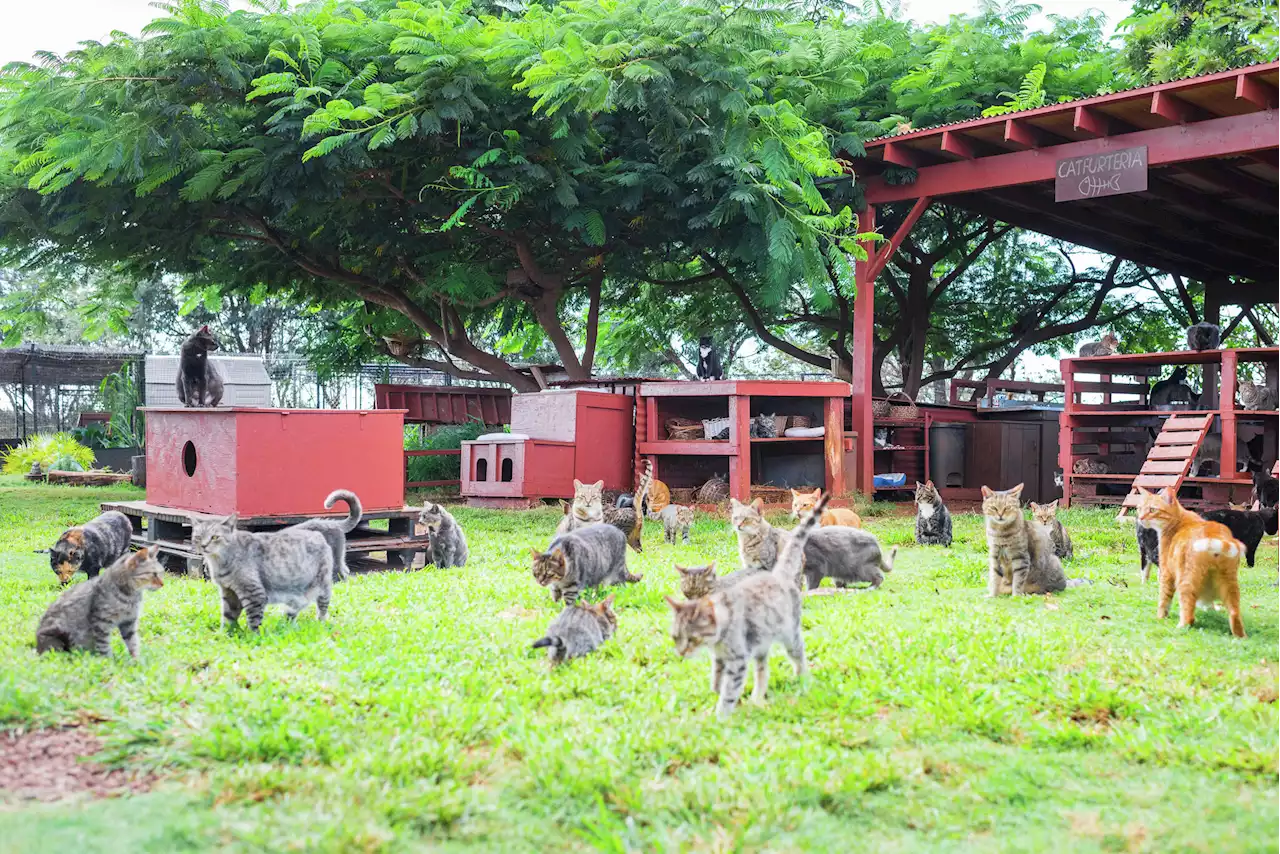 One woman's complicated quest to save the feral cats of Hawaii