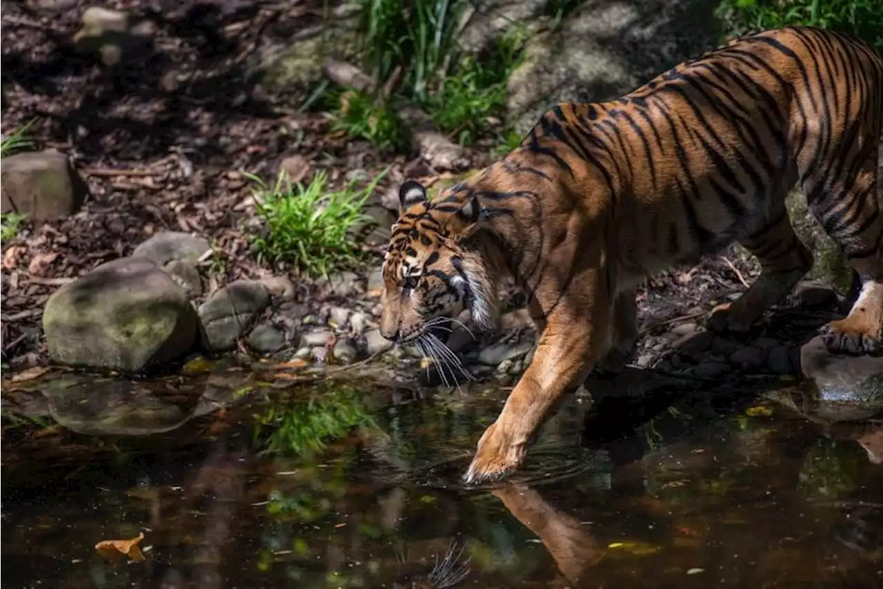 Harimau Jawa Telah Lama Punah, Kemunculannya Dikaitkan dengan Prabu Siliwangi