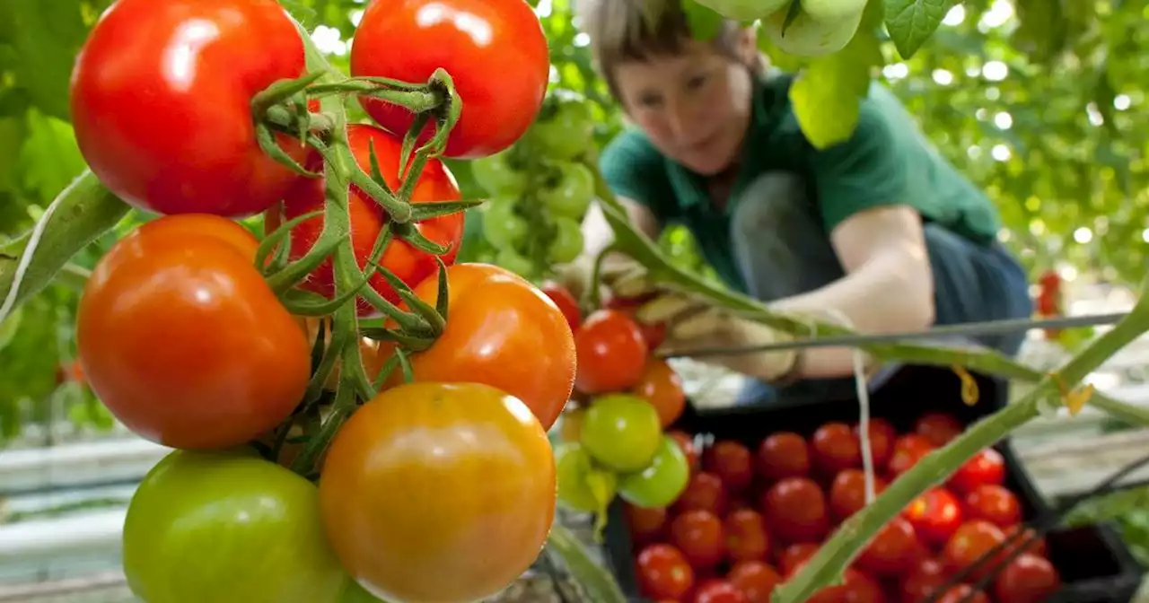 Landwirte und Gärtner zum Dürresommer 2022: „Wir hatten fast schon eine Tomatenschwemme“