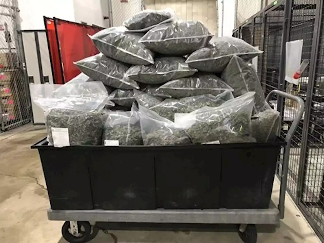 Edmonton police seize more than $3 million worth of cannabis from online retailer