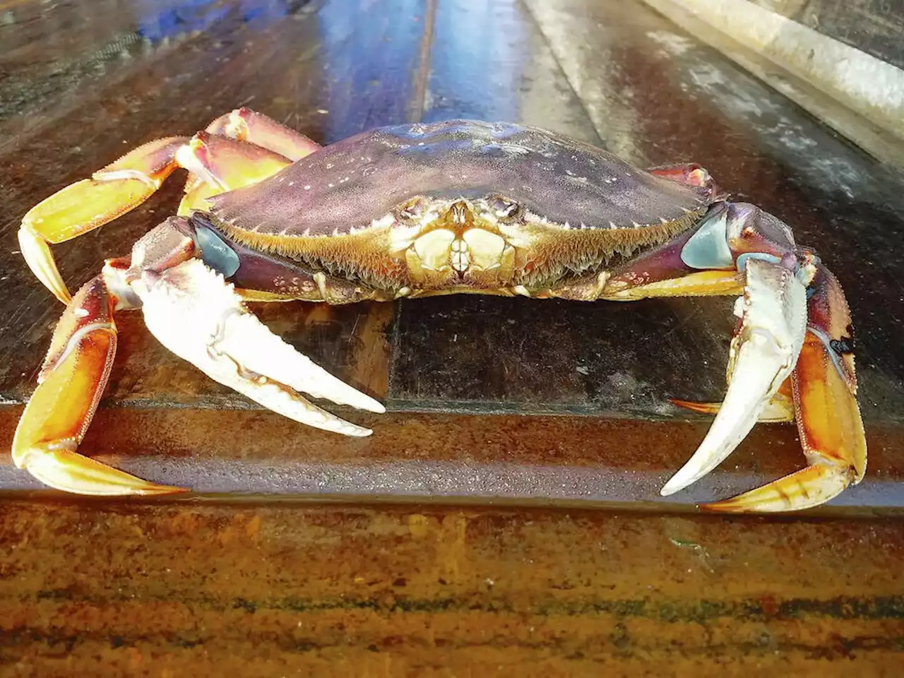 Monique Keiran: Crabs have good reason to be crabby