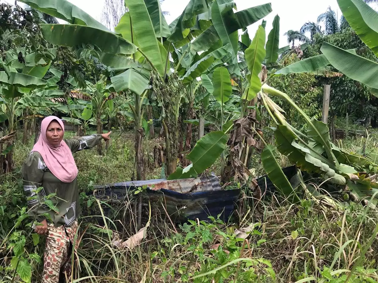 Gajah 'lapar' ancam kehidupan 500 penduduk kampung