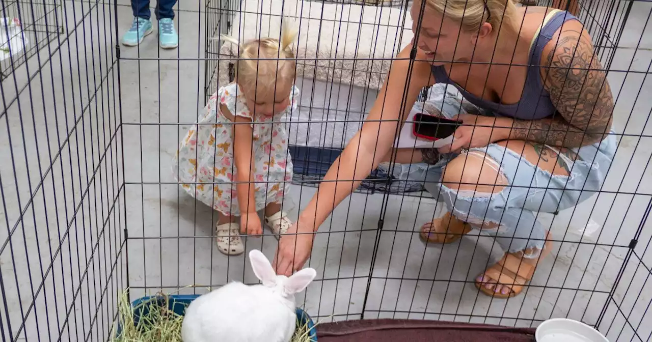 More than 200 pets adopted during San Diego Humane Society's 'Clear the Shelters' day