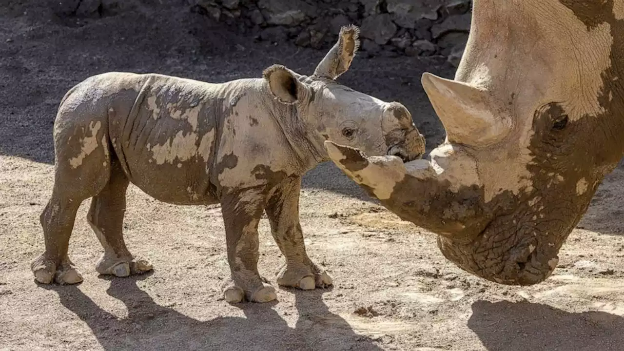 San Diego Zoo welcomes male baby rhino, celebrates breeding initiative