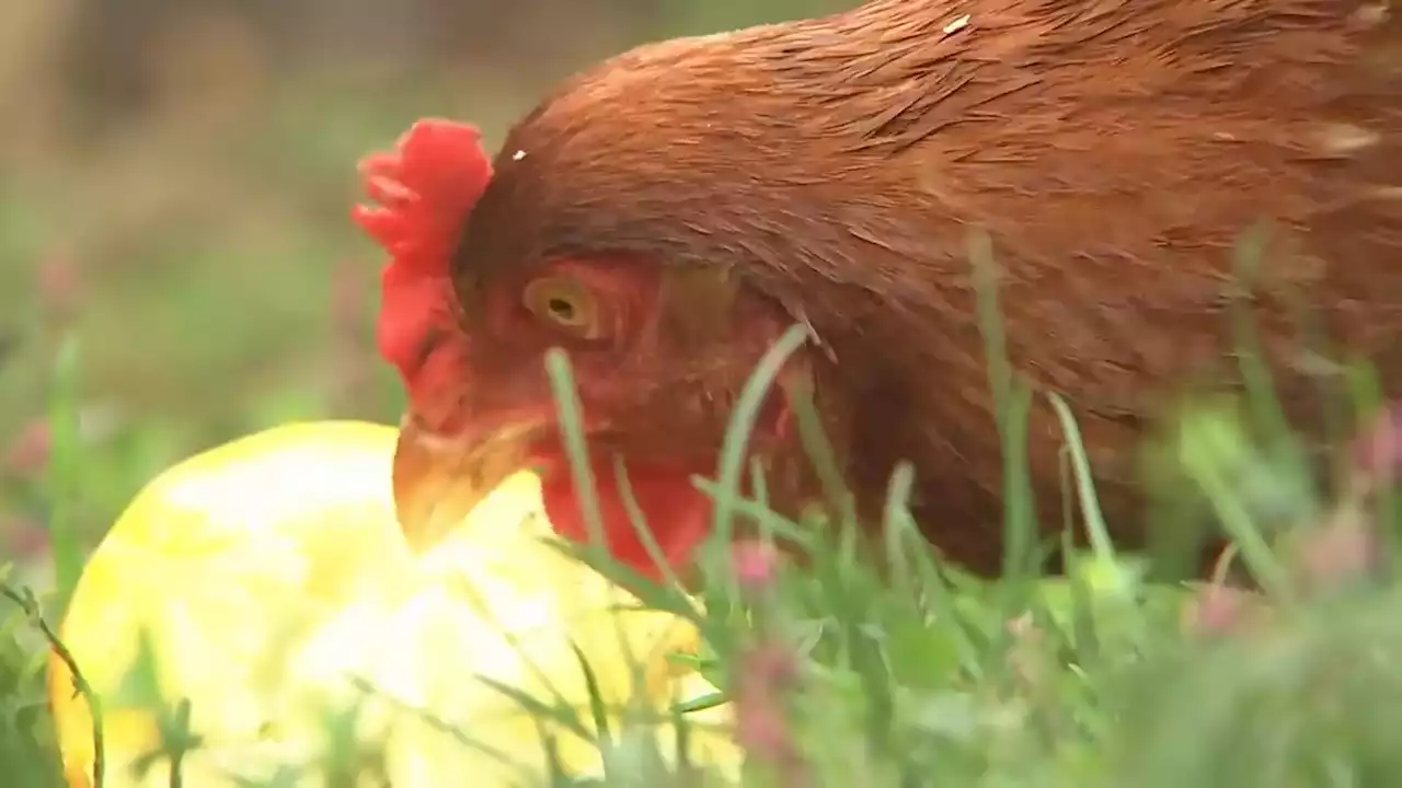 Family farm makes unique impact on half-acre of land