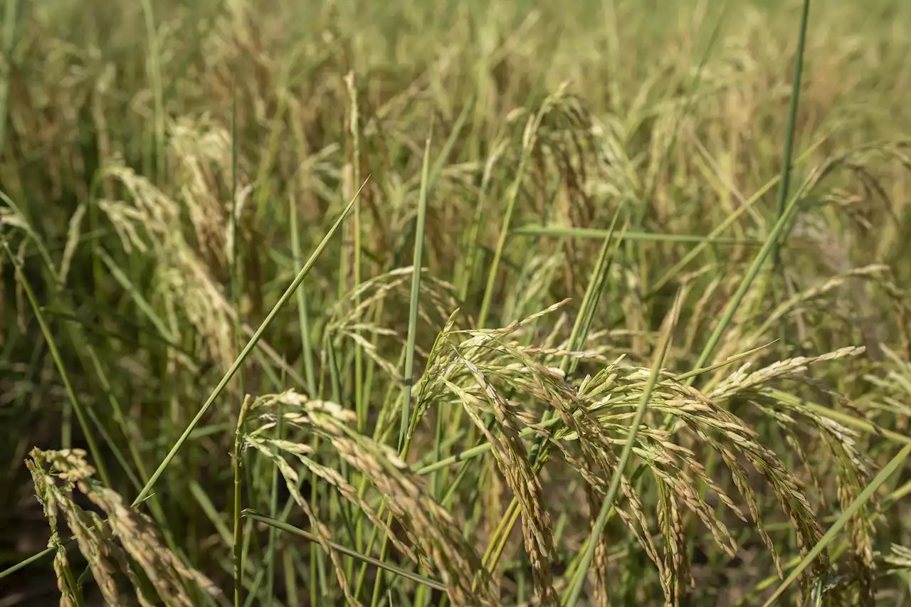 China's drought-hit areas get rain, bringing flood risks