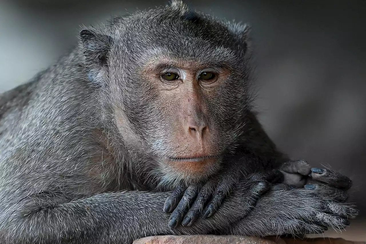 Monkeys in Indonesia use stones as sex toys, study suggests, in example of creative tool use in animals | Businessinsider