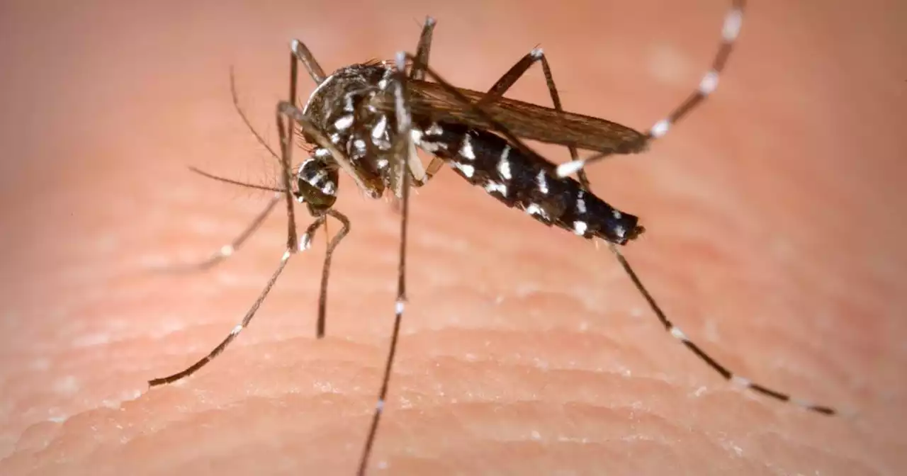 West Nile virus detected in mosquitoes in Kendall County