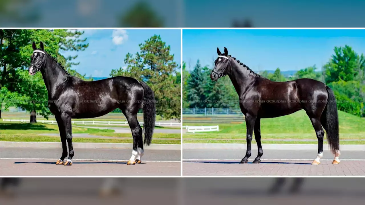 RCMP auctioning off Musical Ride-bred horses