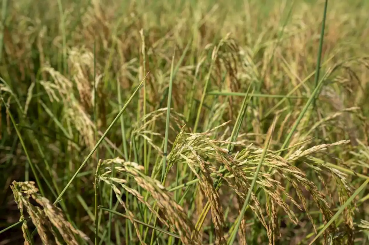 China’s drought-hit areas get rain, bringing flood risks