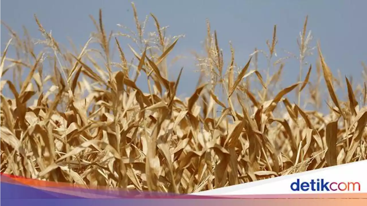 Penampakan Ladang Jagung di Prancis yang Rusak Dihantam Cuaca Panas