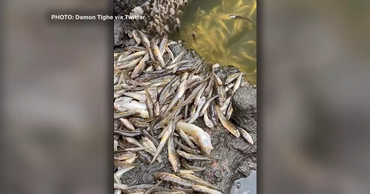 Widespread fish die-offs seen around the Bay Area