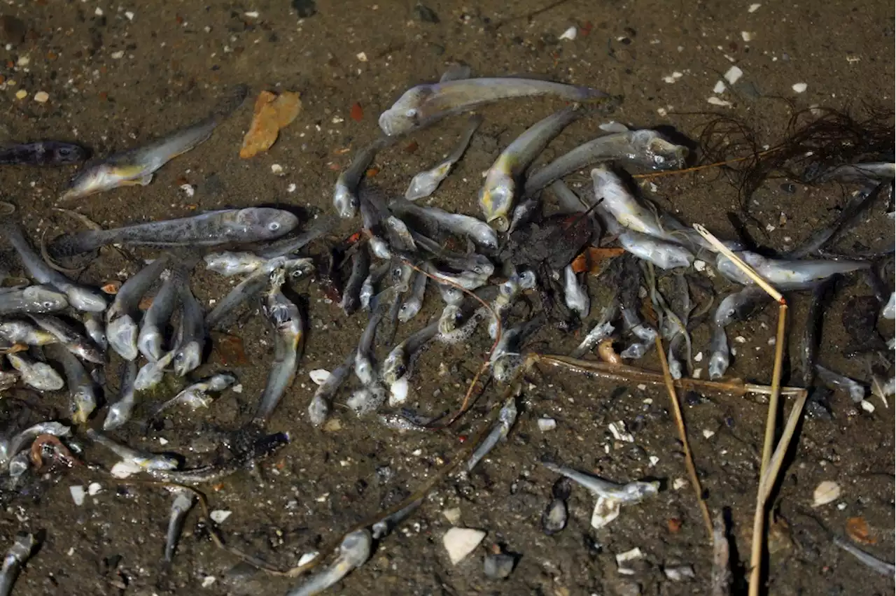 Thousands of dead fish found at Oakland’s Lake Merritt. A Bay Area-wide problem may be the cause