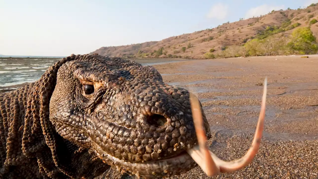 Here’s where to see Komodo dragons