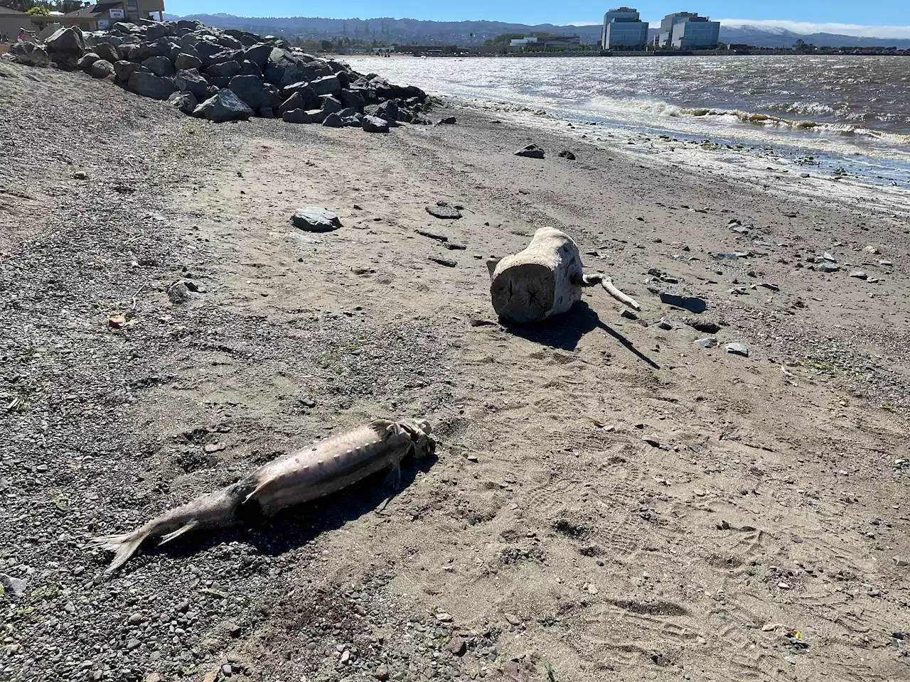 Environmental Group Reports ‘Unprecedented' Algae Bloom, Fish Dying Across SF Bay