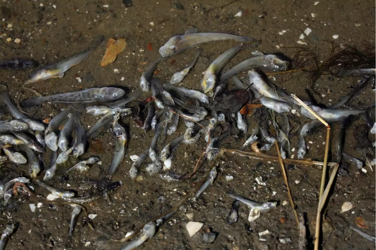 Thousands of dead fish found at Oakland’s Lake Merritt