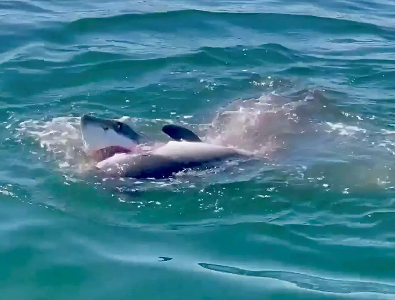 Video shows great white devouring porpoise in New England waters