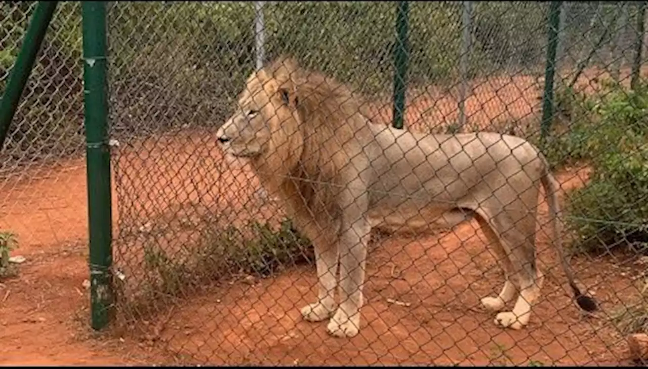 Man Killed In Ghana Zoo After Scaling Fence To Go Into Lions' Den | Sahara Reporters