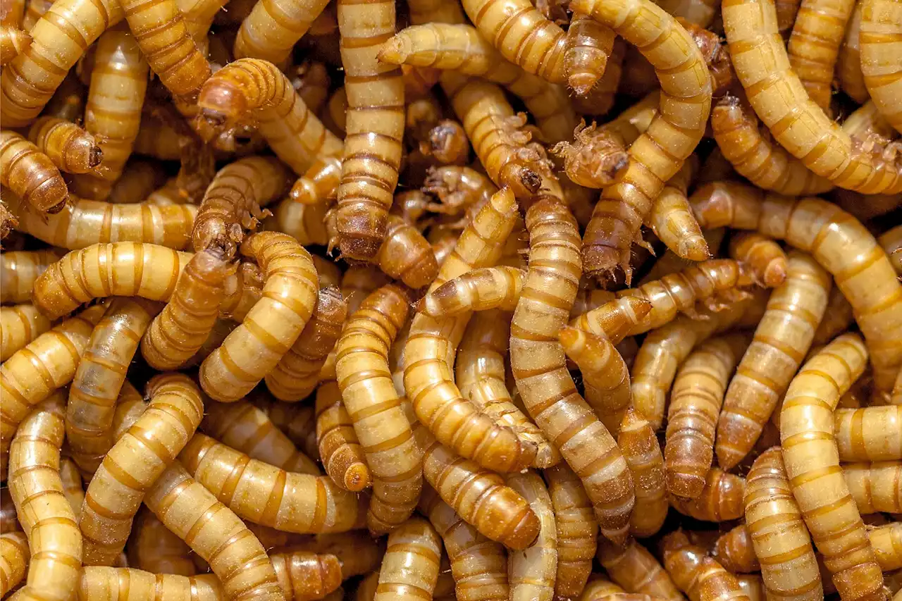 Researchers Cook Up Mealworms Into a Tasty, Protein-Rich, “Meat-Like” Seasoning