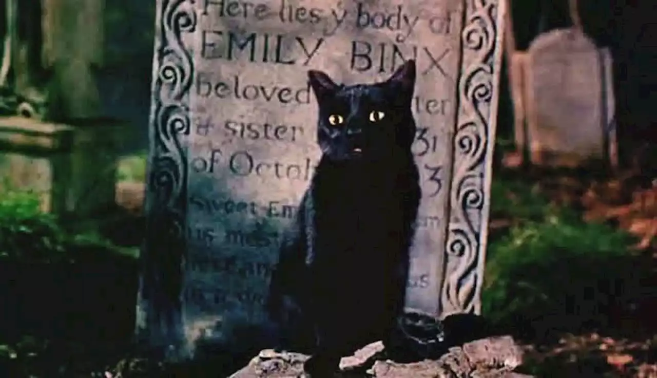 Hocus Pocus 2 Director Confirms Binx Returns In 'Fun' Way