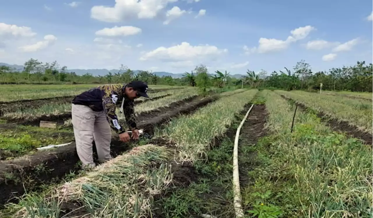 Panen Raya Bawang Merah, Ini Kisah Sukses Petani Muda Desa Jimbar Wonogiri