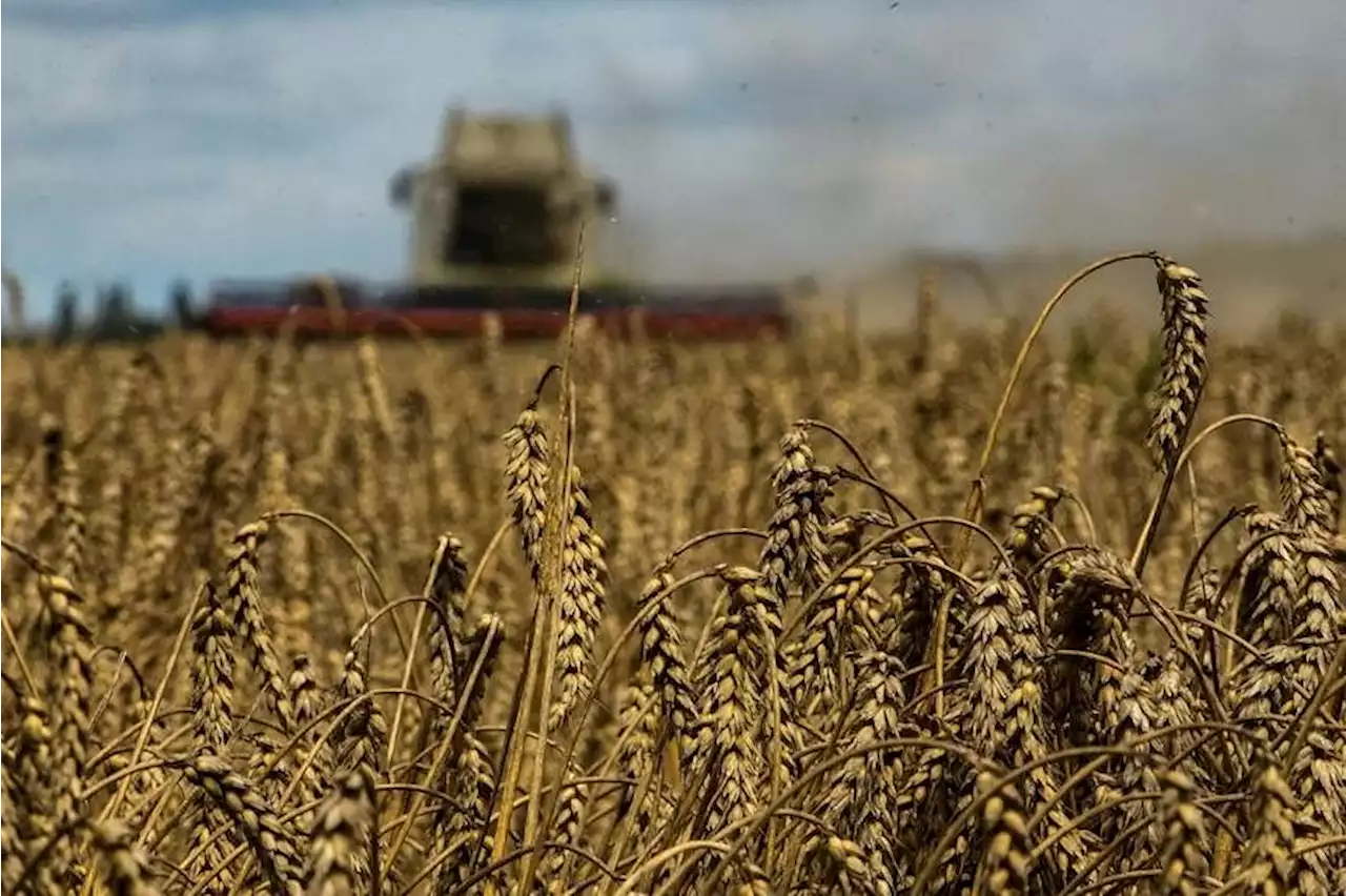 Global warming likely to boost wheat yields, but will also drive up price volatility: Study