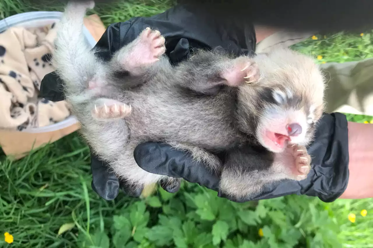 VIDEO: Births of red panda cubs important step - Terrace Standard