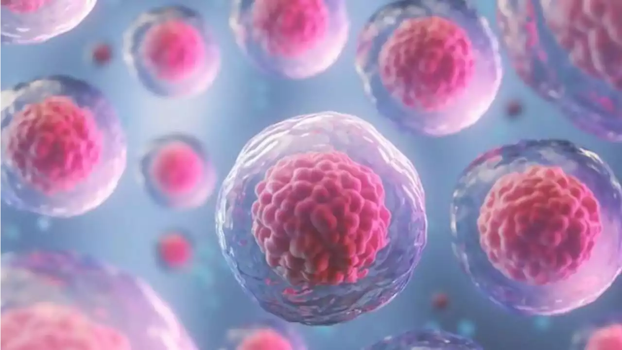 Scientists revive cells and organs in dead pigs