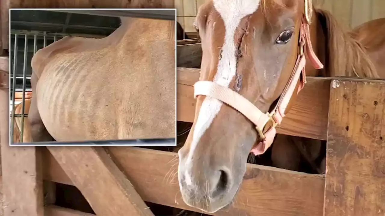 7 emaciated horses with open wounds, including 2 foals, rescued from property in Bellville