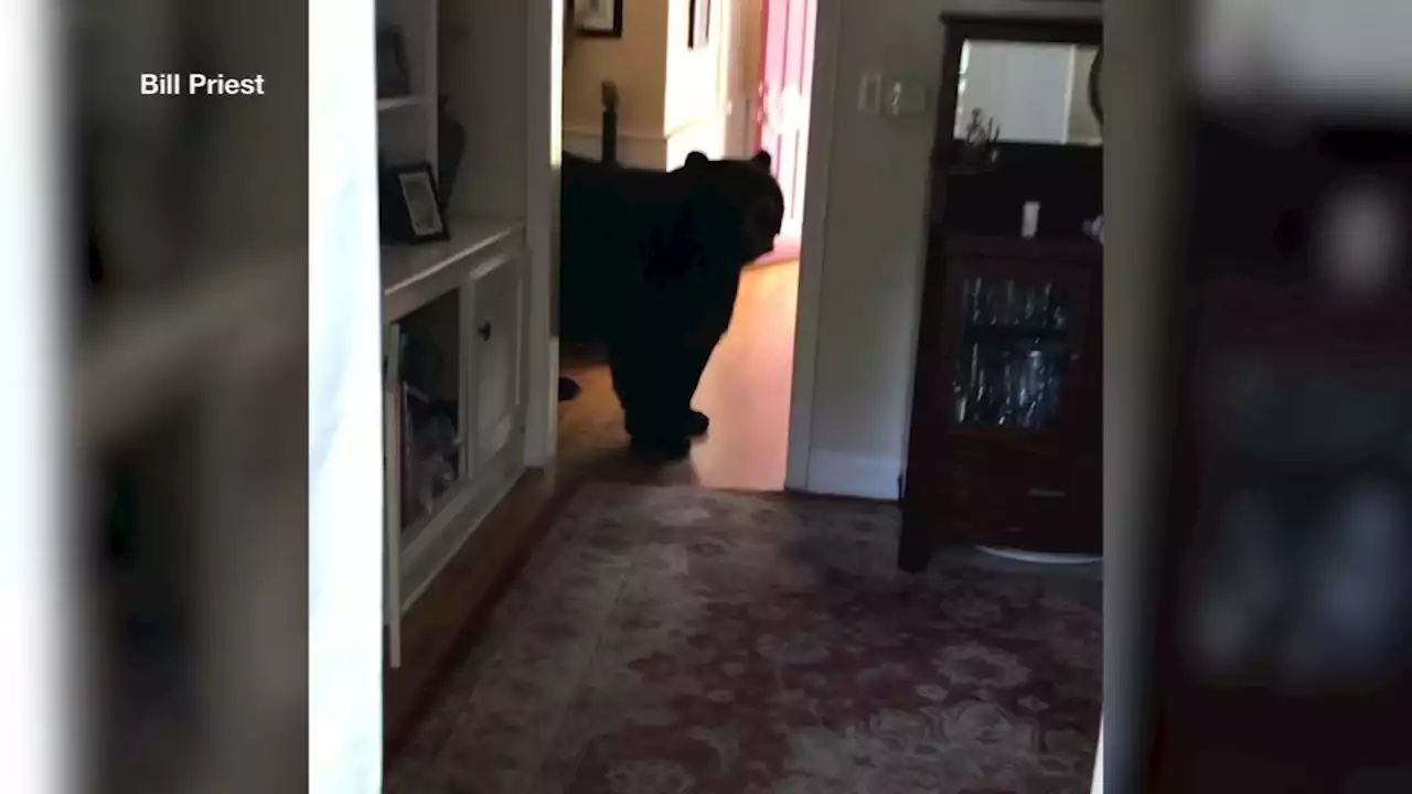 Bear breaks into Connecticut home multiple times in 1 week | VIDEO