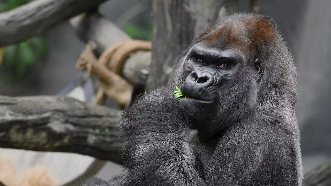 Brookfield Zoo gorilla JoJo dies following emergency medical procedure