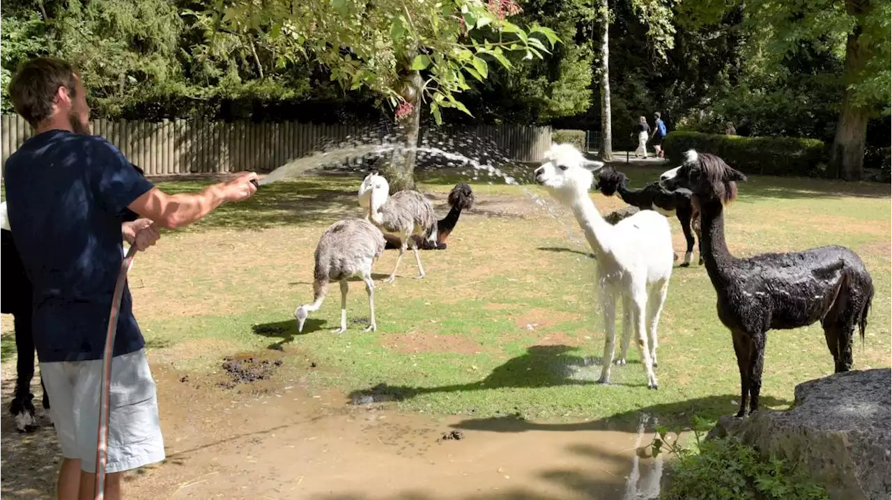 Selbst bei Hitze bleiben die Tiere im Augsburger Zoo cool