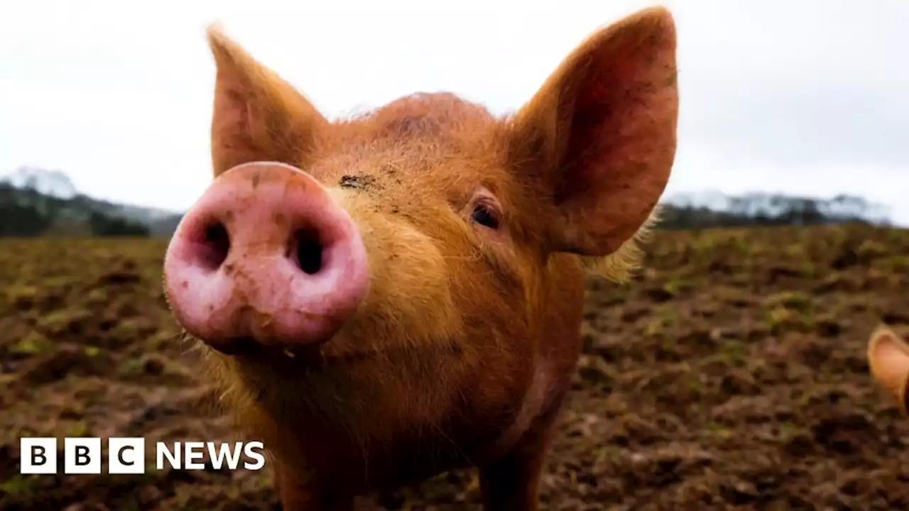 Pig organs partially revived hour after death