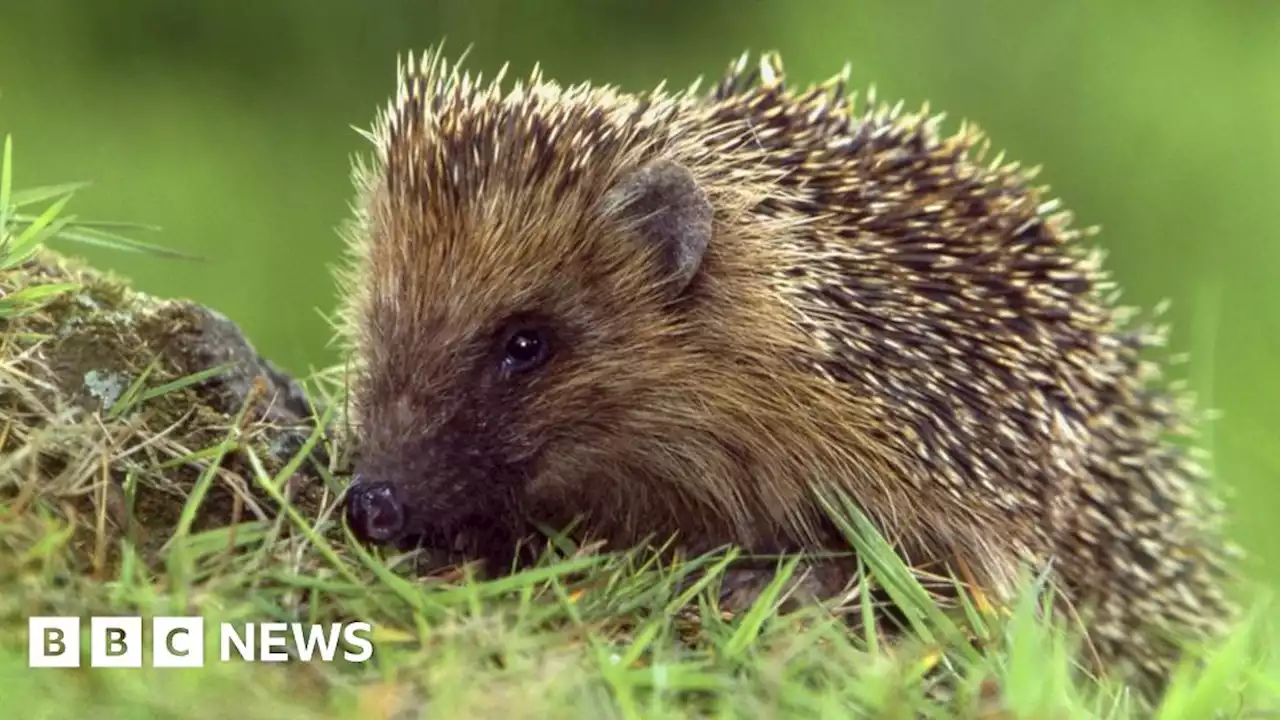 Newbury council plans for 'hedgehog highways' rejected