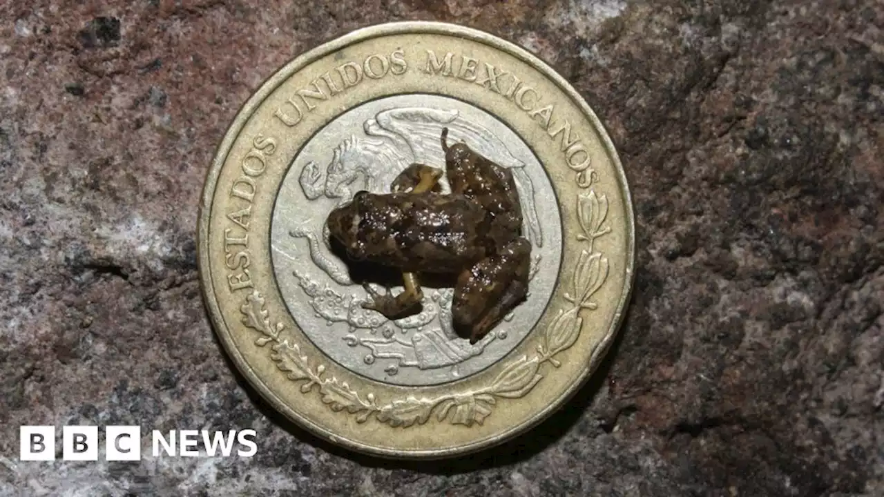 Six new species of miniature frog discovered in Mexico