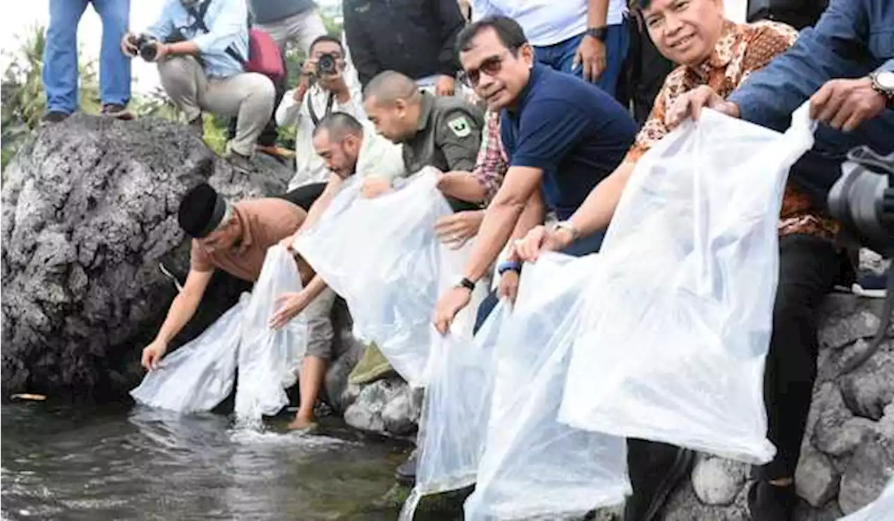 Semen Padang Lepas 7.000 Ekor Ikan Bilih di Danau Singkarak