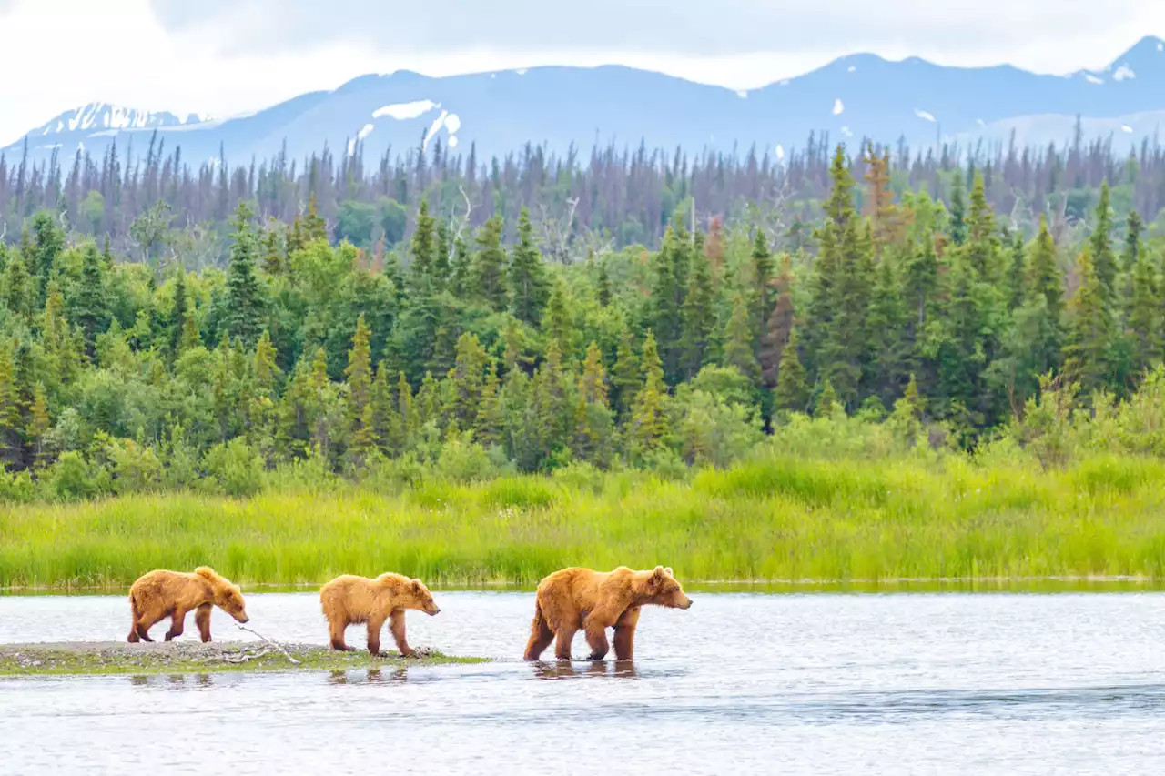 The 8 Best U.S. National Parks to See Wildlife — Best Life