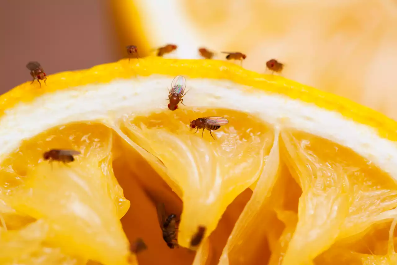 The No. 1 Thing Attracting Fruit Flies to Your Kitchen — Best Life