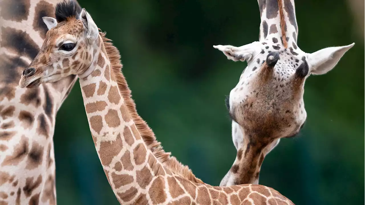 Unser Tierpark ist der schönste Zoo Deutschlands