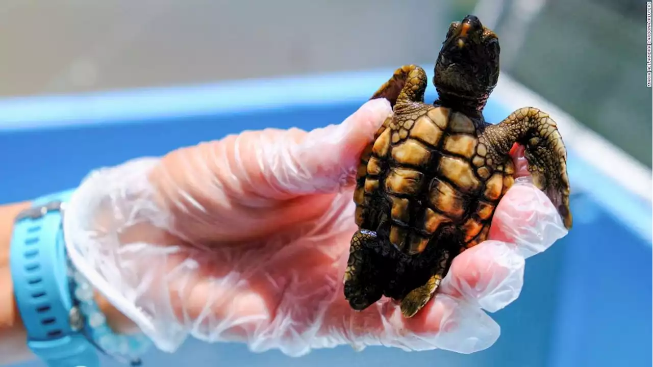 Why 99% of sea turtle babies are now born female, according to scientists