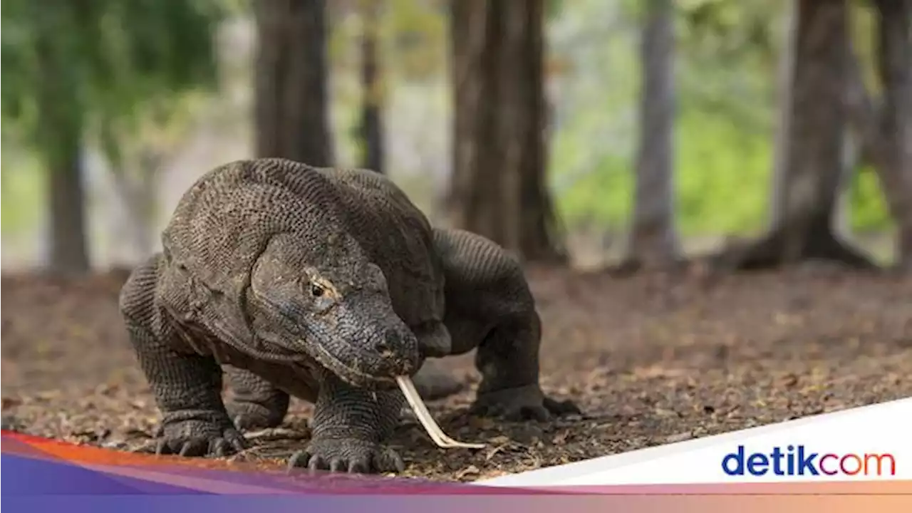 Terpopuler: Pak Luhut, Kok Diam Soal Polemik Taman Nasional Komodo?